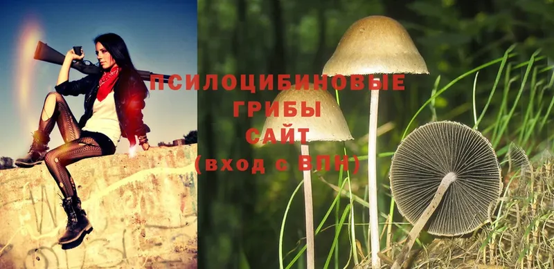 Псилоцибиновые грибы Psilocybe  shop наркотические препараты  Курск  купить наркотик 