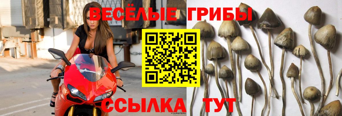 Псилоцибиновые грибы Cubensis Курск
